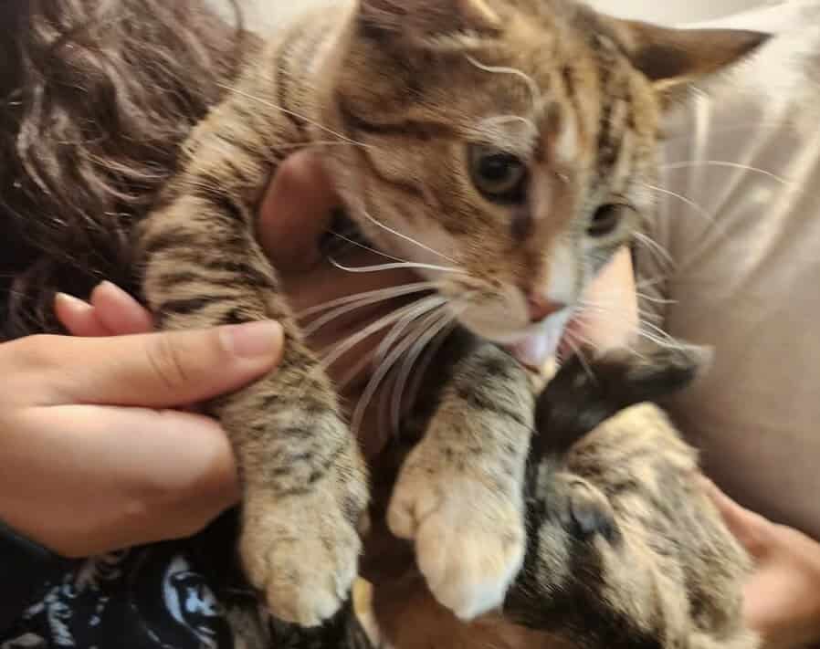 Free cat 1 year old image 1