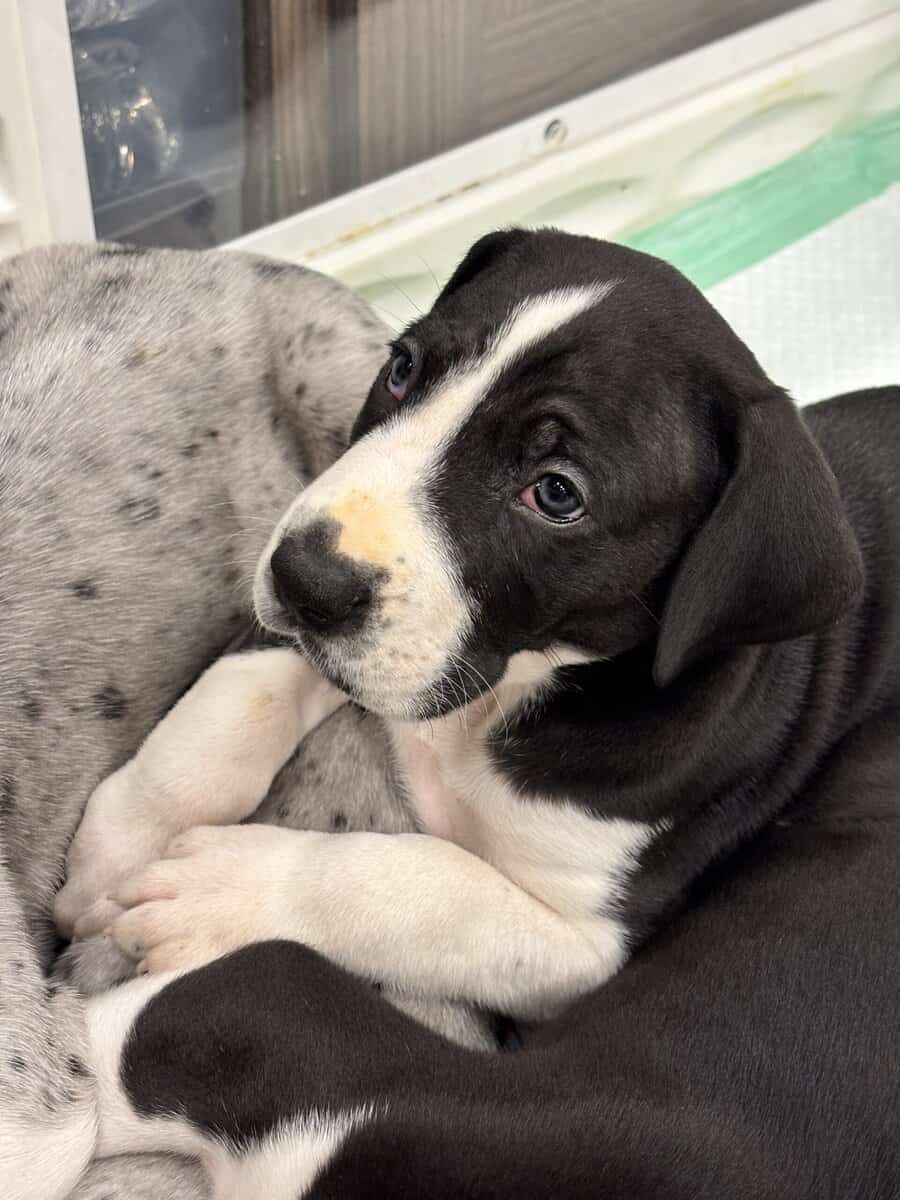 Great Dane puppies image 19