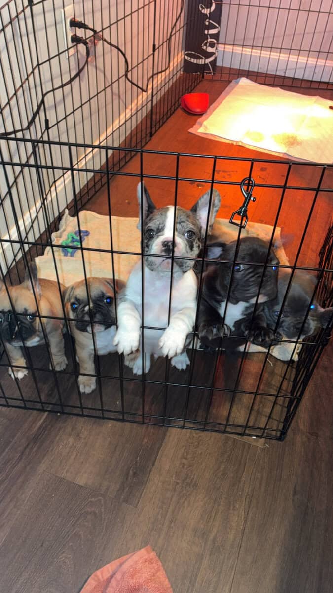 Frenchie image 2