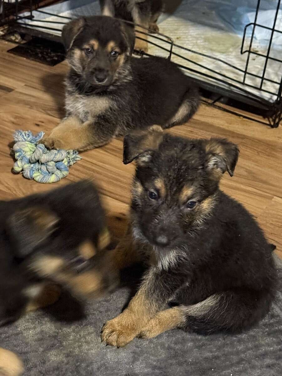 German shepherd puppies ready 12/20/2025 image 10
