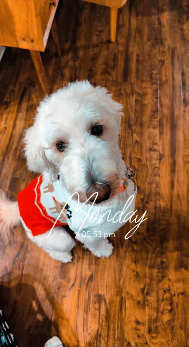Goldendoodle (Female) image 6