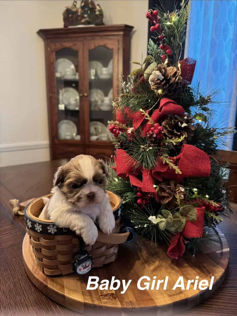 Bella's Puppies are ready for a new home! image 3