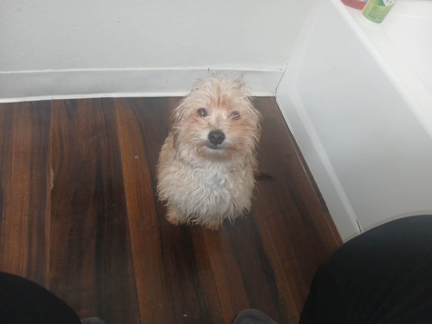 Meatball -MaltipooTerrier image 3