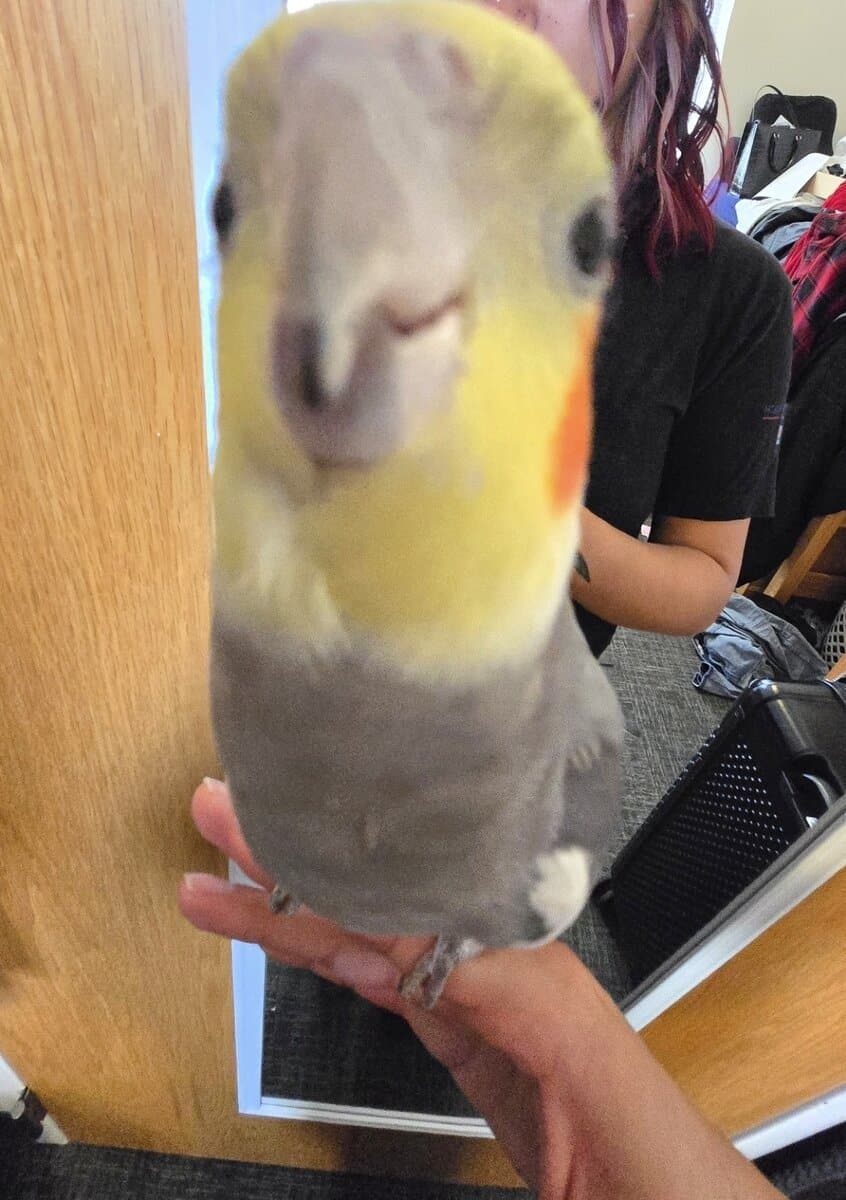 Male Cockatiel with cariers and food! image 2