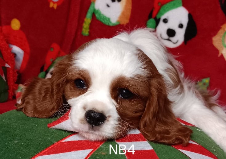 AKC Cavalier Puppies image 9