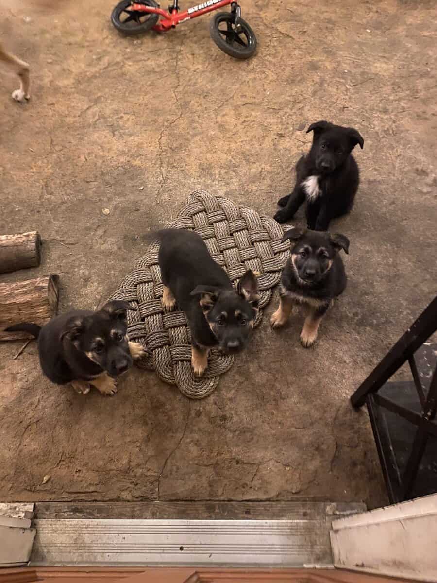 German Shepherd / Golden Retriever Mix Puppies image 1