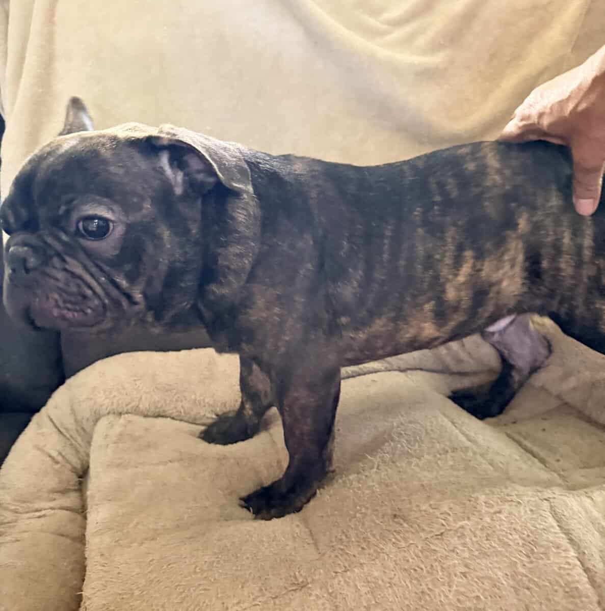 French Bulldog for sale “Dewey” image 7