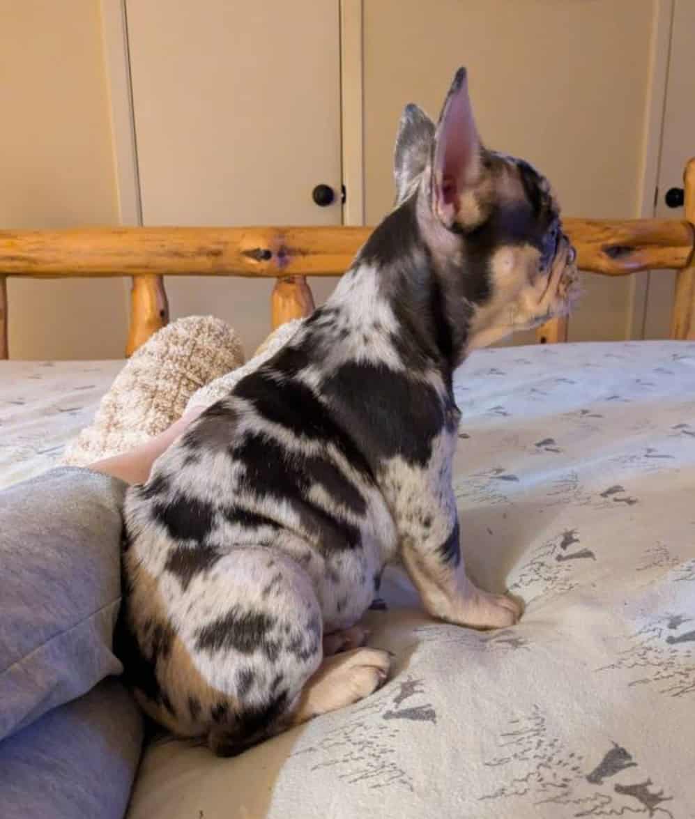 Merle French Bulldog image 3