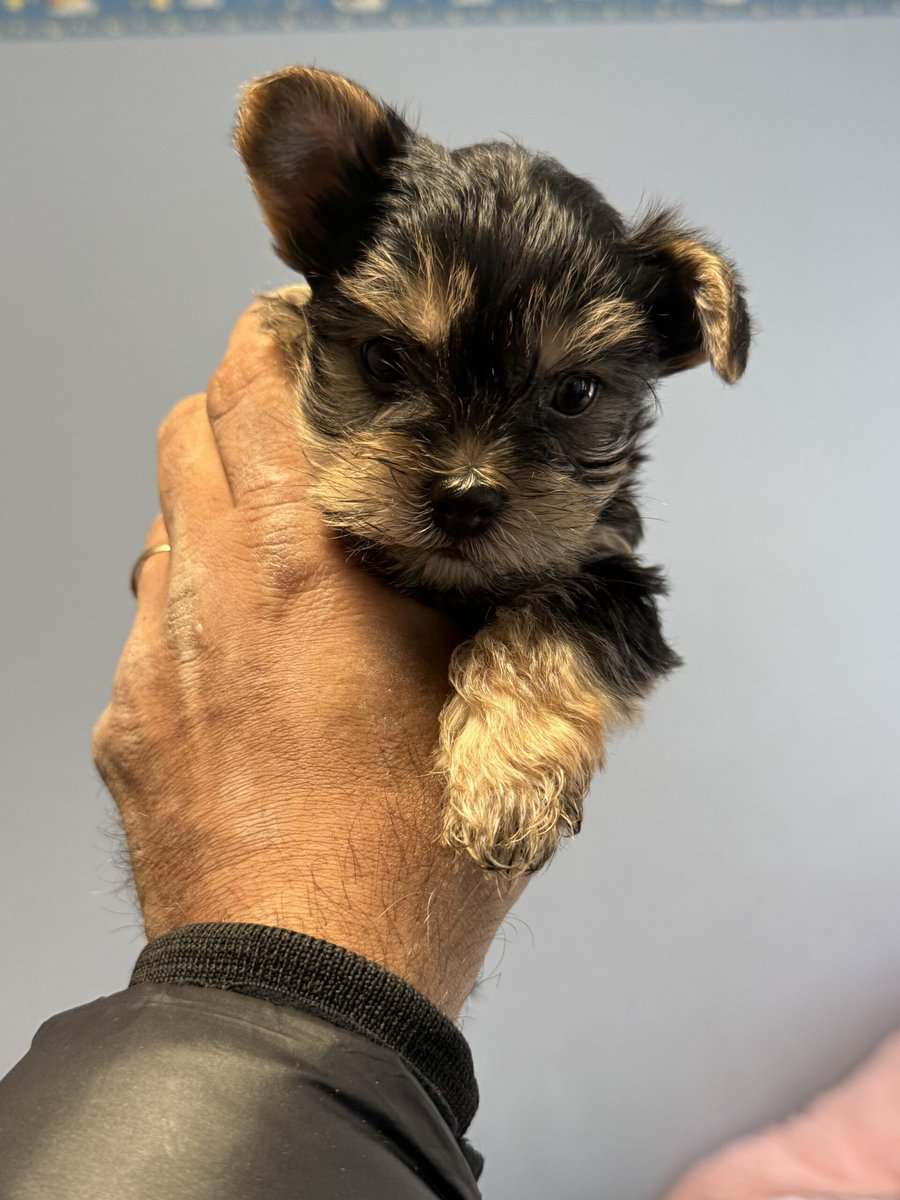 Yorkie puppies image 6