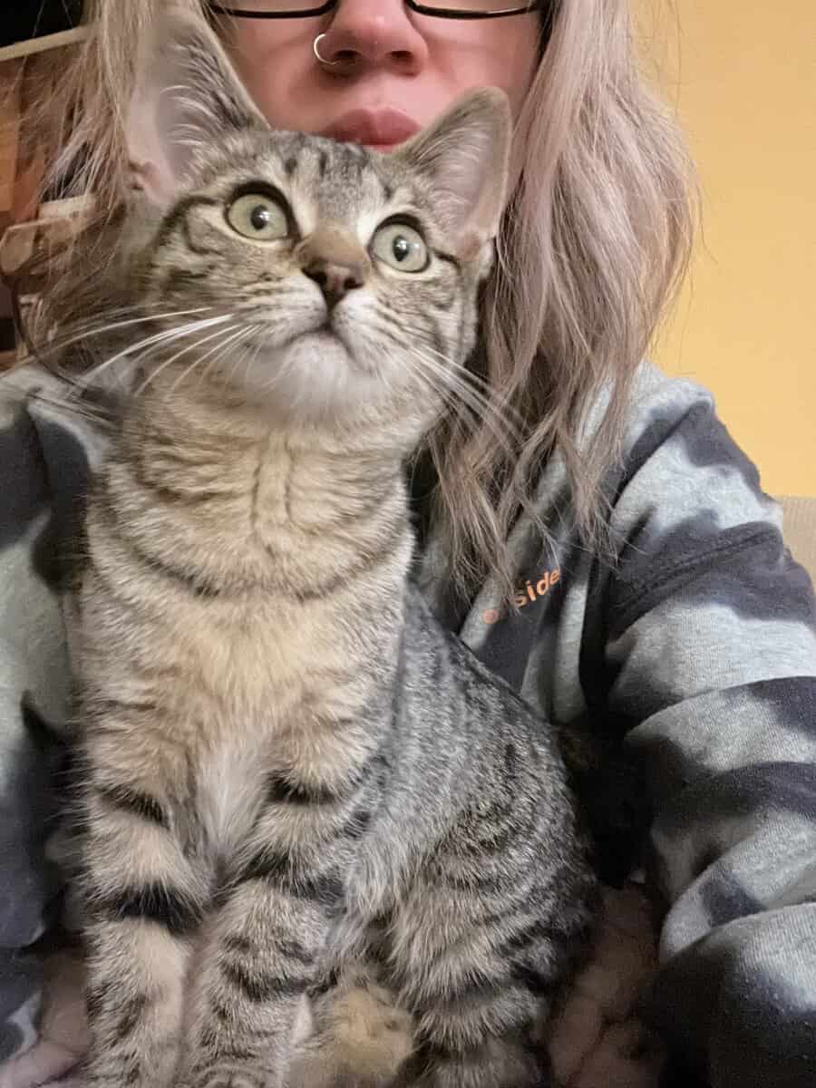 Kittens need a home! image 2