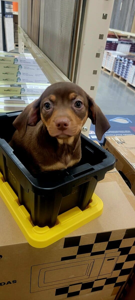 Italian Greyhound/Chihuahua Mix Puppies image 8