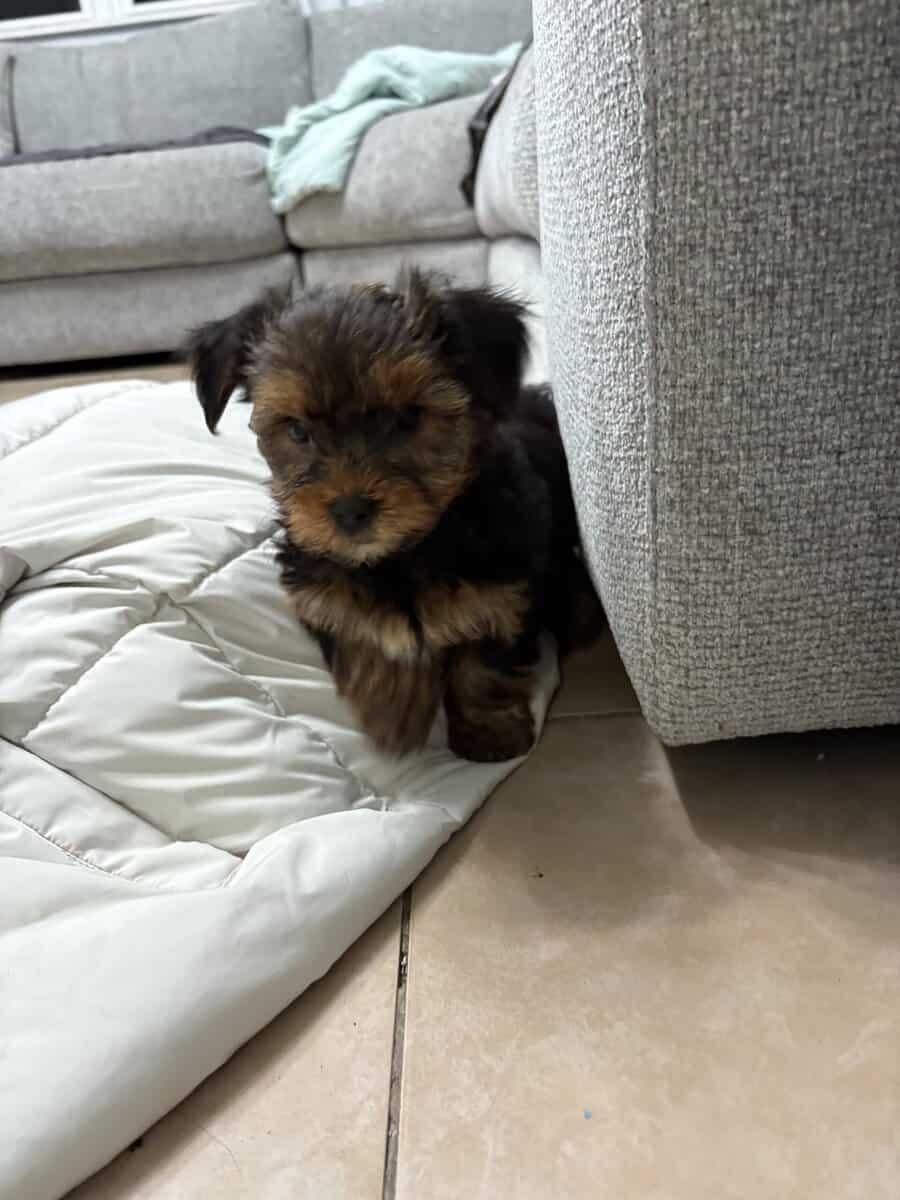 Yorkies image 8