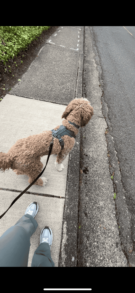 Cockapoo image 1