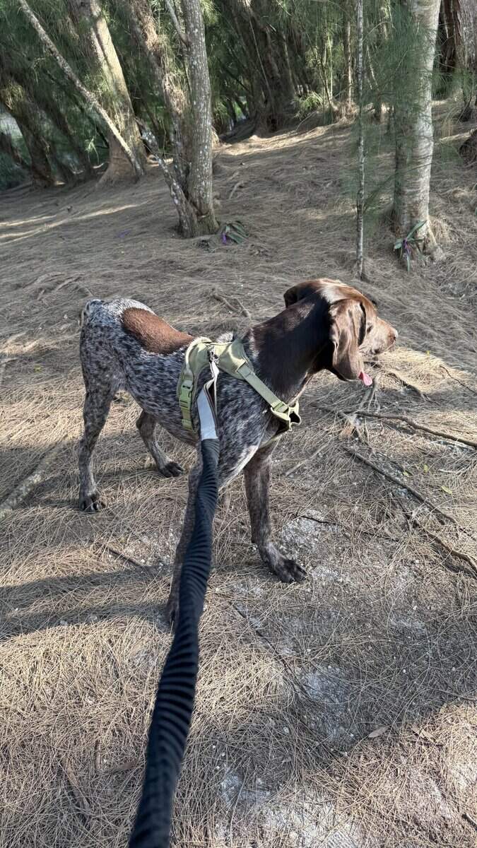 Male German Shorthaired Pointer puppy image 4