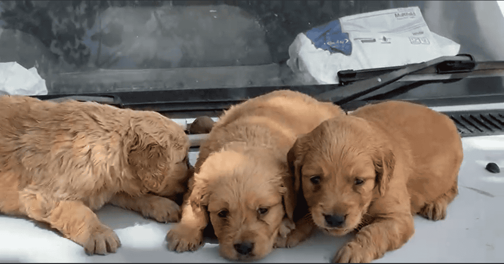 Golden Retriever Puppies image 2