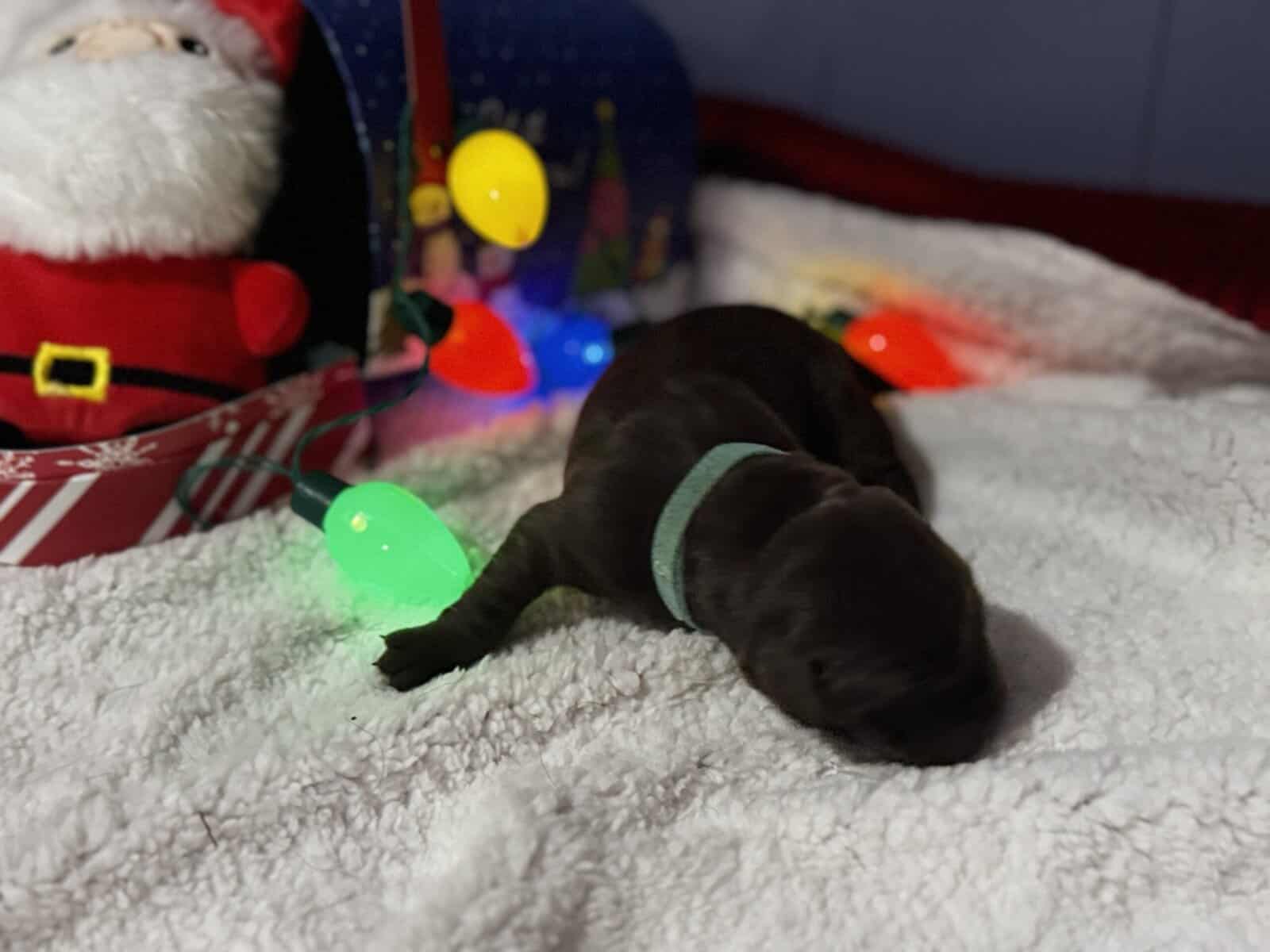 Akc Champion Bloodline Labrador Retrievers image 6