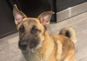 2 year old German Shepard Malinois Mix