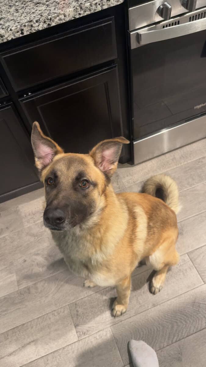 2 year old German Shepard Malinois Mix image 1