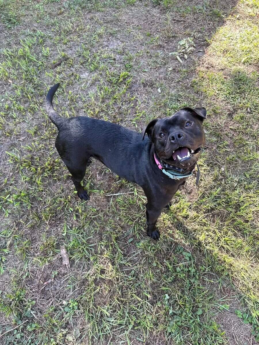 Adopt Onyx image 2