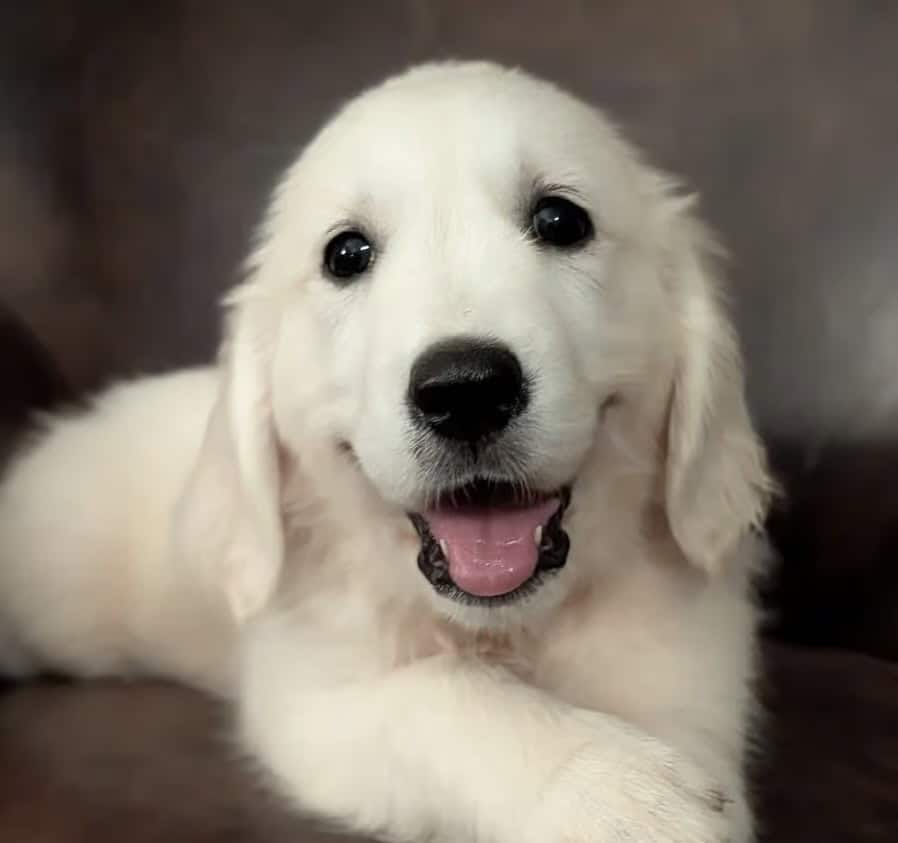 Litter on the way! English Cream Golden Retriever image 1
