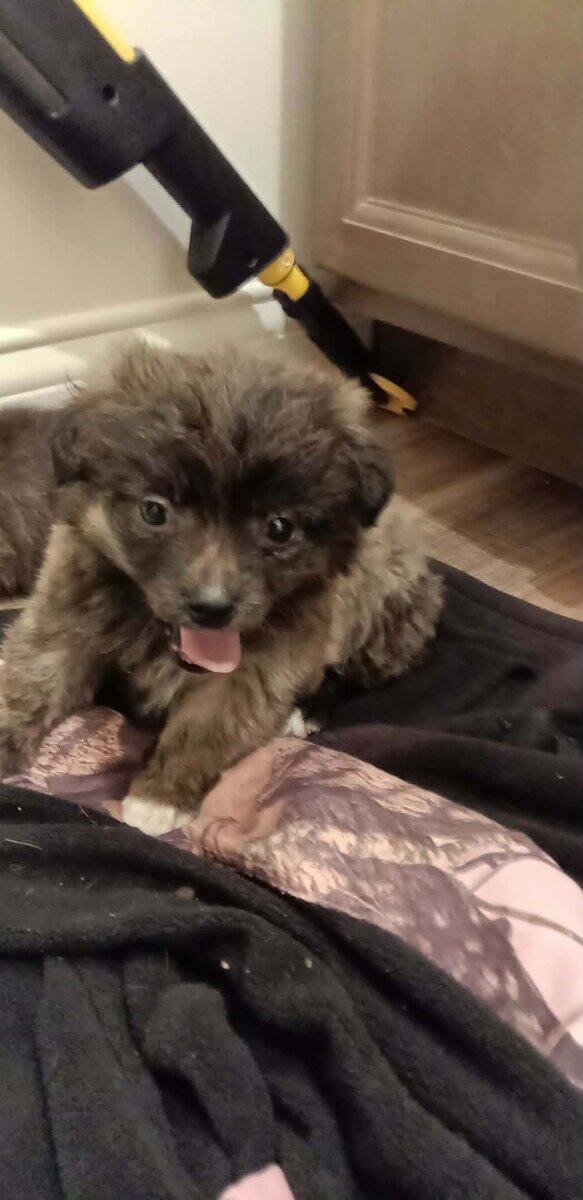 Porkies (pomeranian and Yorkie) image 11