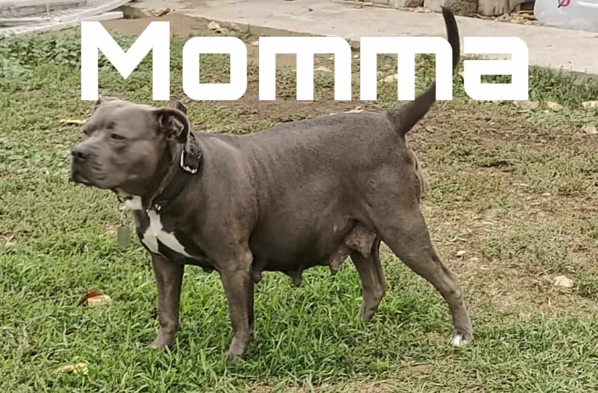 Blue Nose Pit Puppy image 6