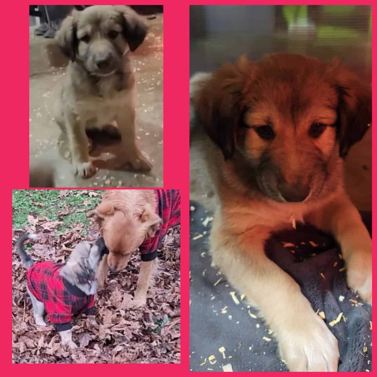 Mixed pups image 2