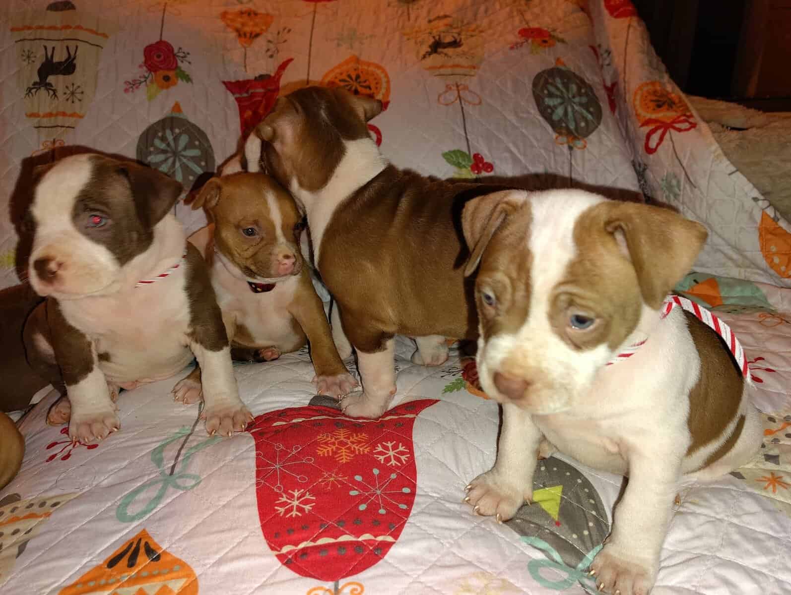 Christmas Pups image 10