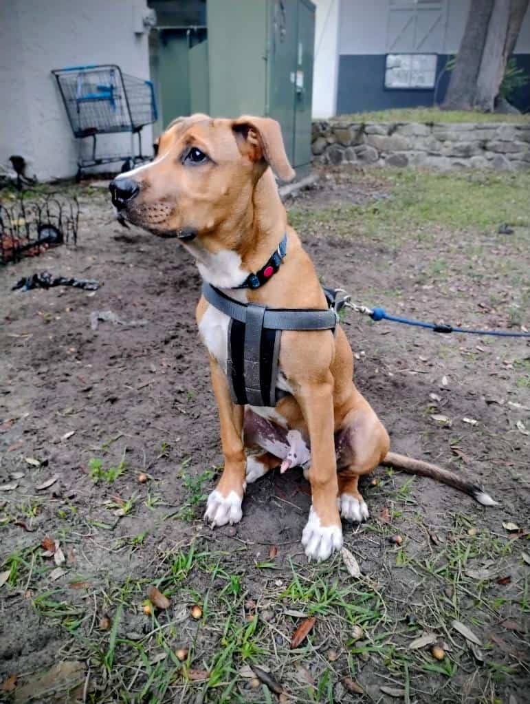 Looking for a loving home. image 2