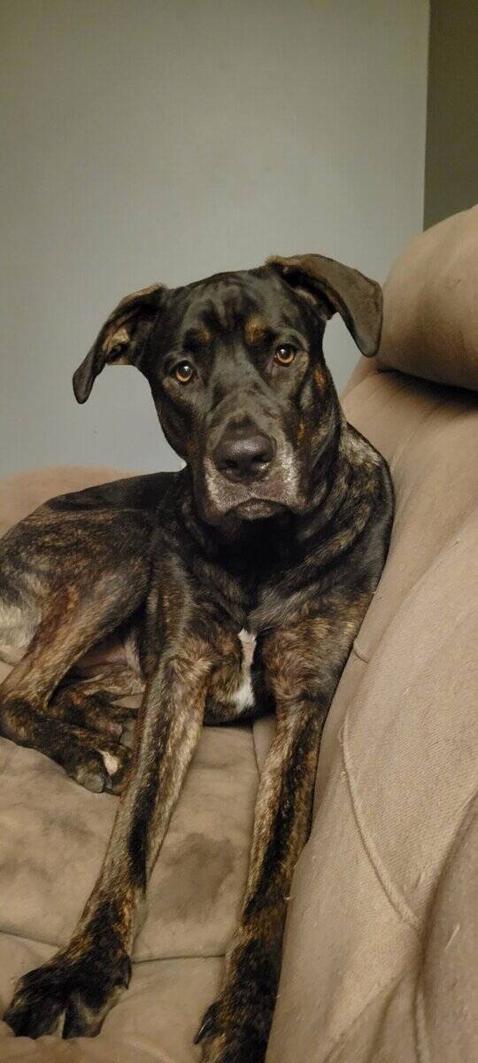 Female, large mixed breed, 3yrs old image 5