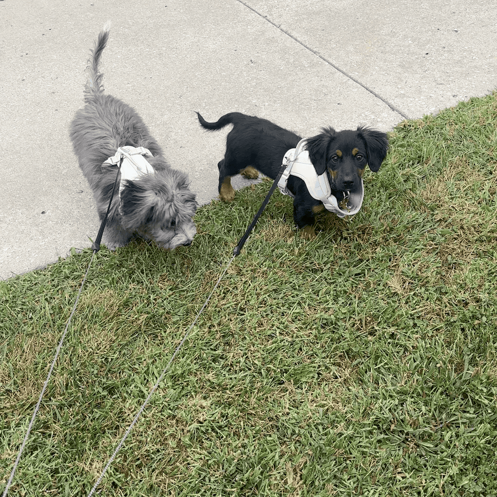 6 mo old pup - Benie image 8