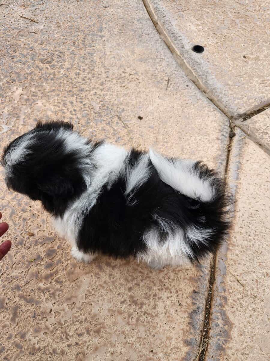 Shih-tzu puppies image 3