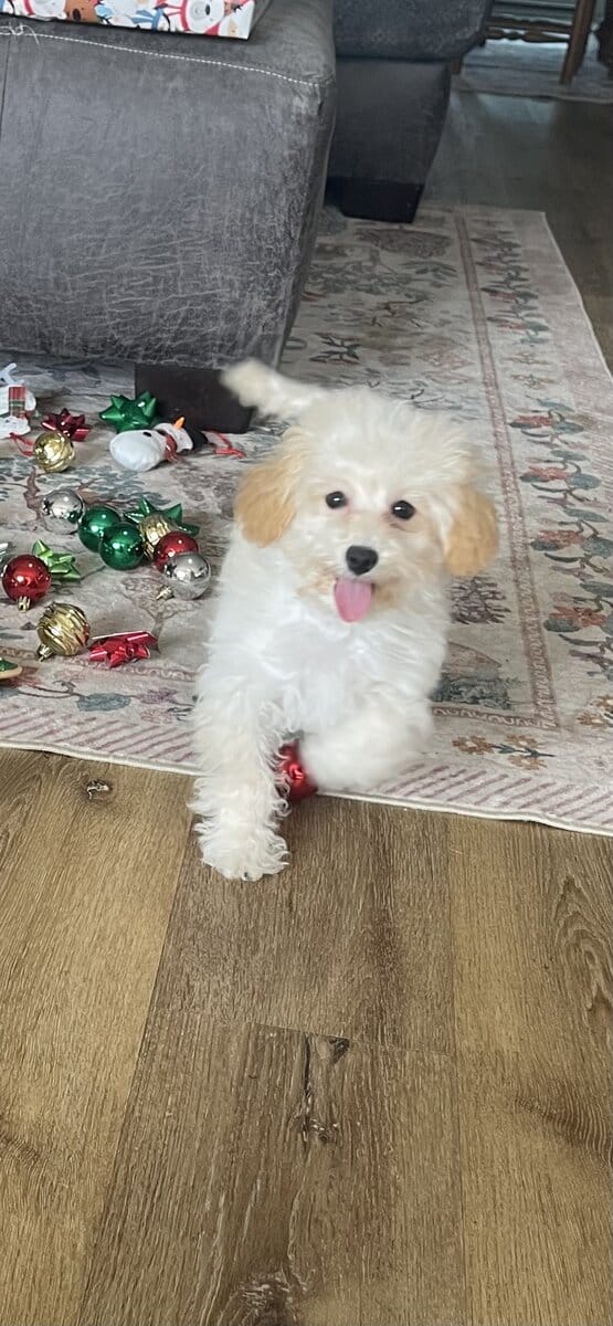 Miniature Poodle image 3