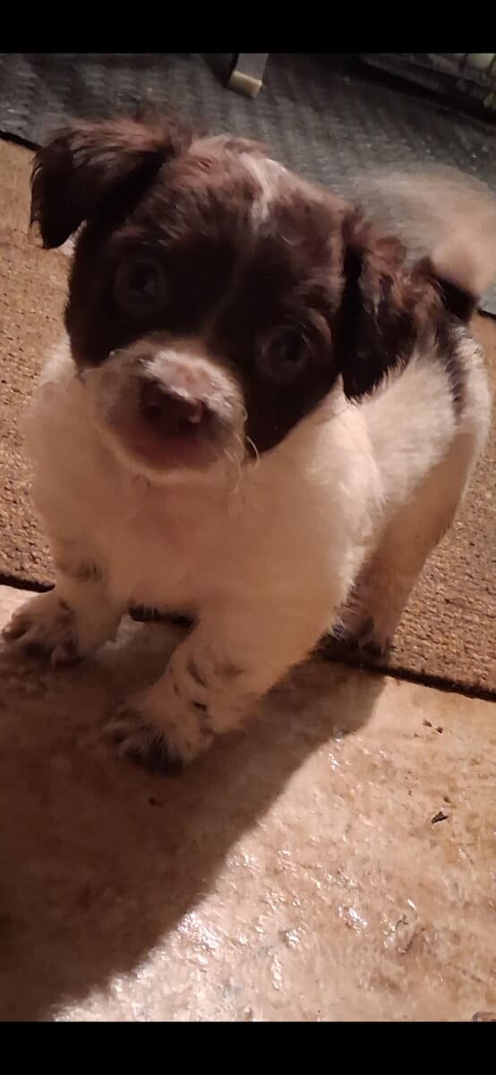 Chihuahua puppies image 3