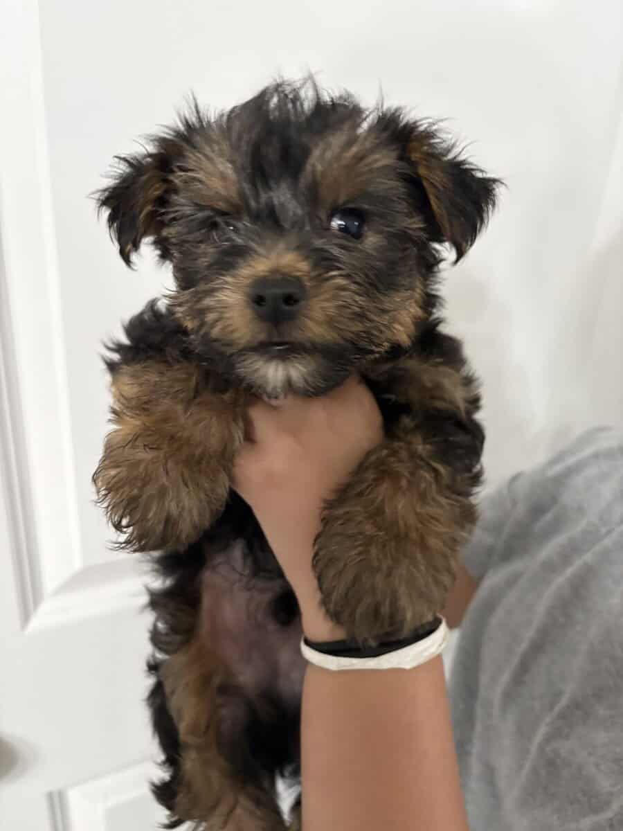 Yorkies image 4