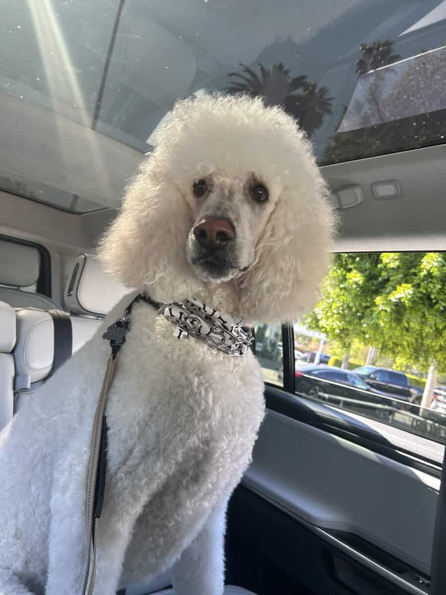 Golden doodle image 1