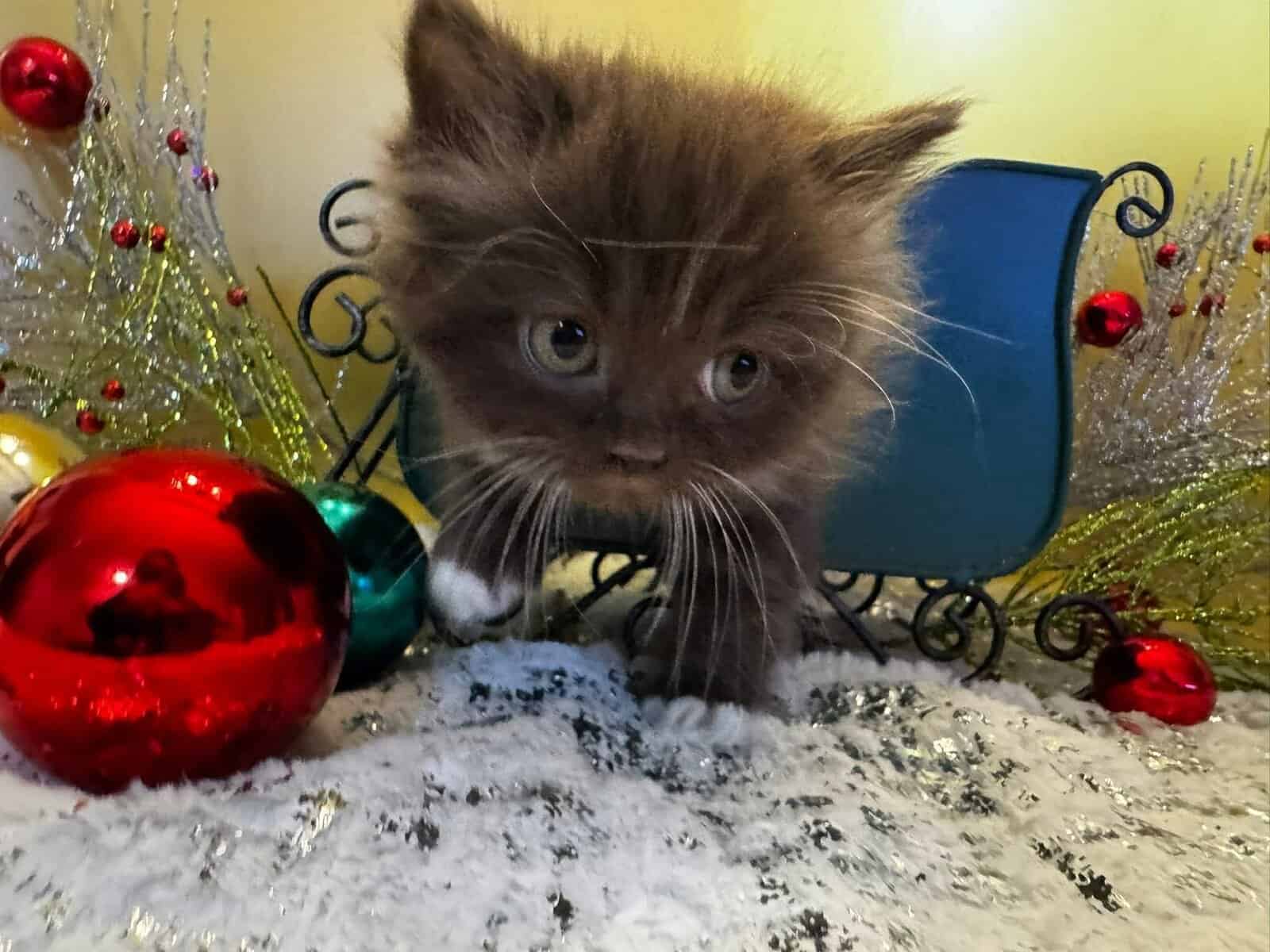 Chocolate mitted male munchkin standard image 6