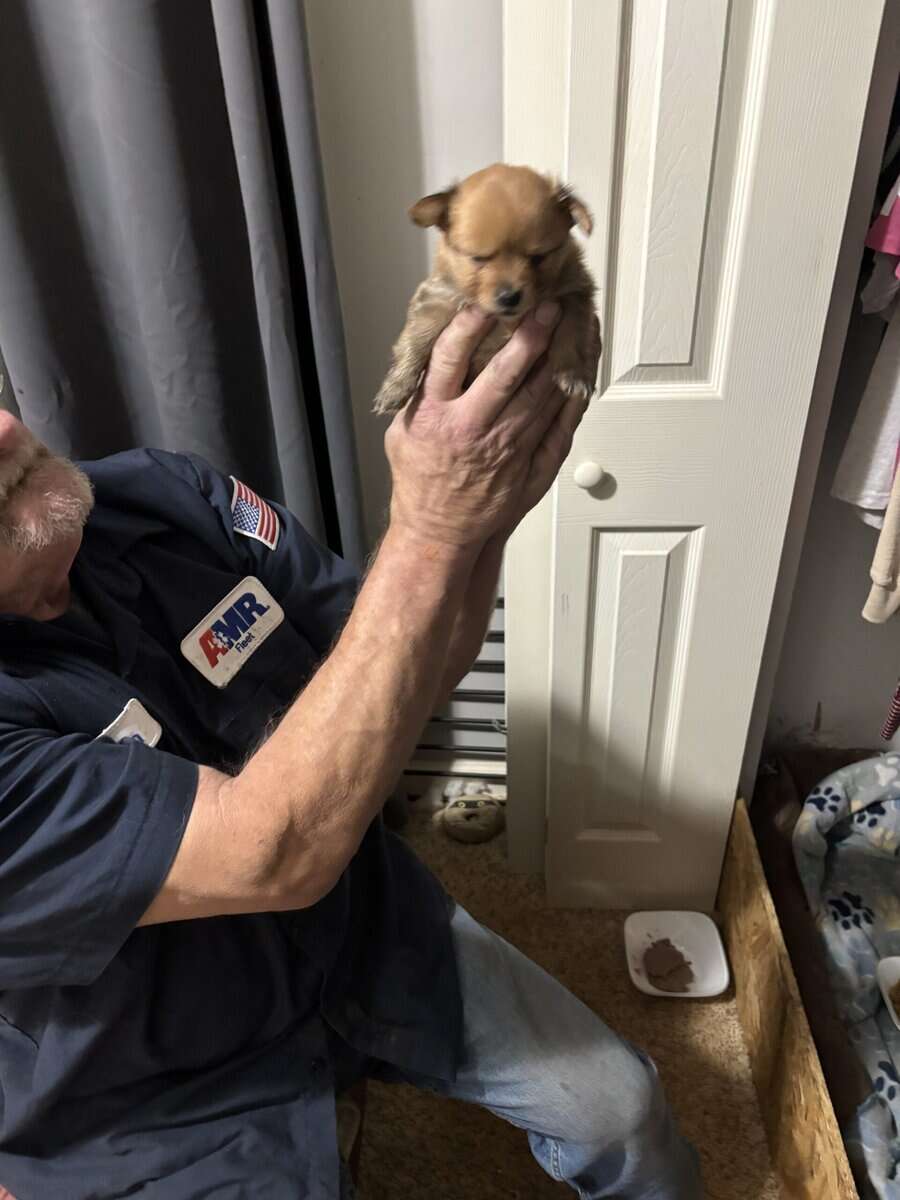 Pom/Chi puppies image 6