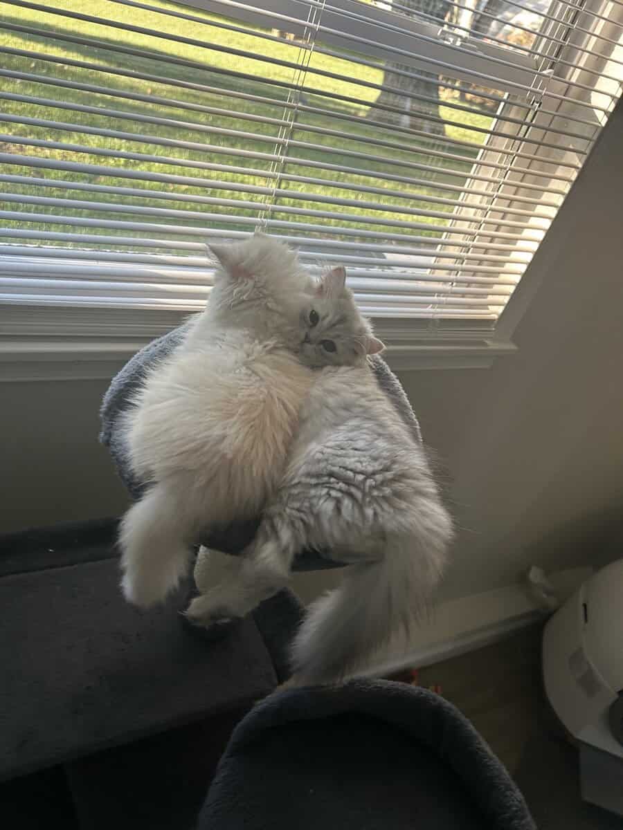 Two cats female and male 6 months old Persian image 11