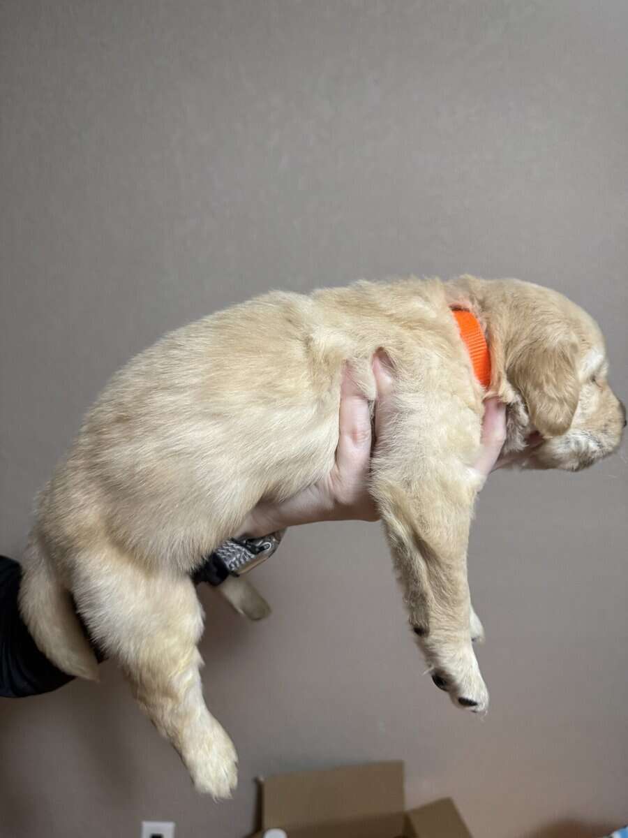 Pure breed Golden Retrievers image 7