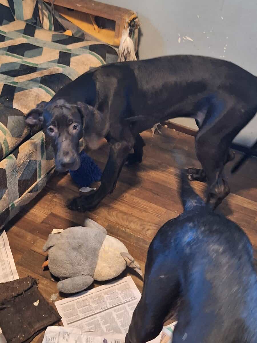 Great Dane puppies for sale image 10