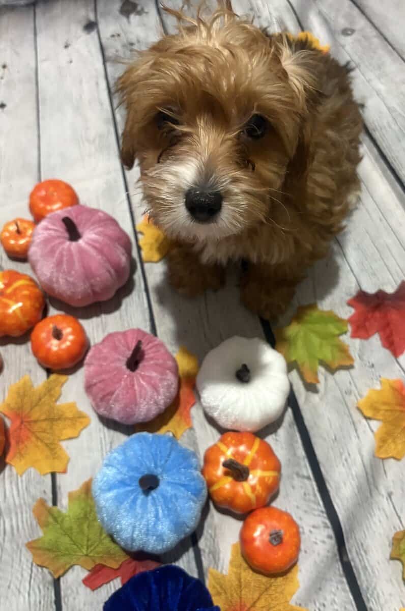 Yorkiepoo male image 3