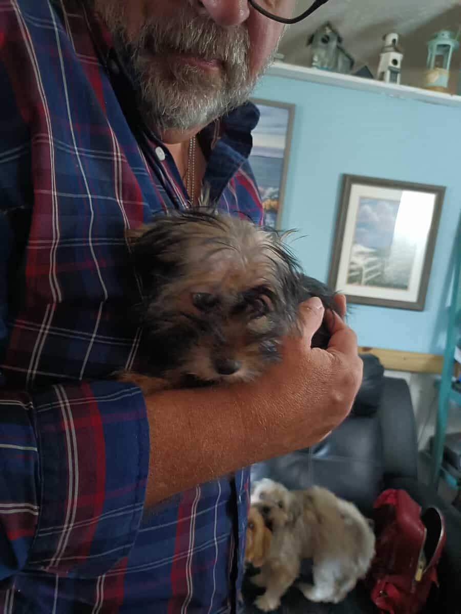 Shorkie puppies. 2 boys, 1 girl image 3