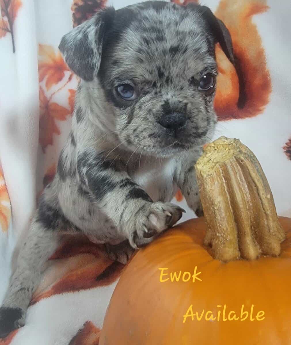 AKC French Bulldog Puppies - Ready NOW! image 3