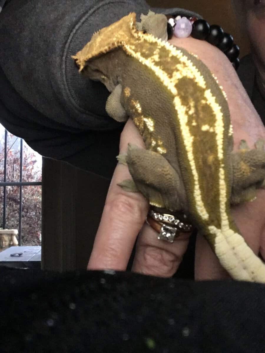 Male & female Crested Geckos with tanks & decor image 8