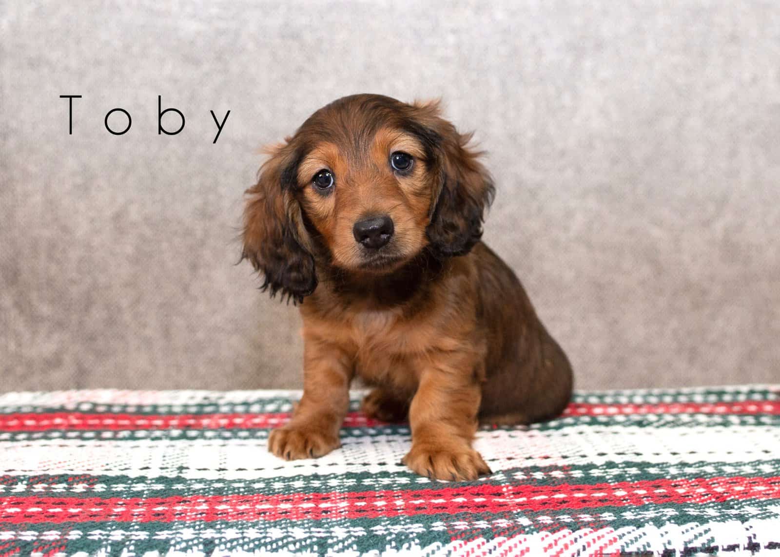 🐾 Long-Haired Male Dachshunds for Sale 🐾 image 1