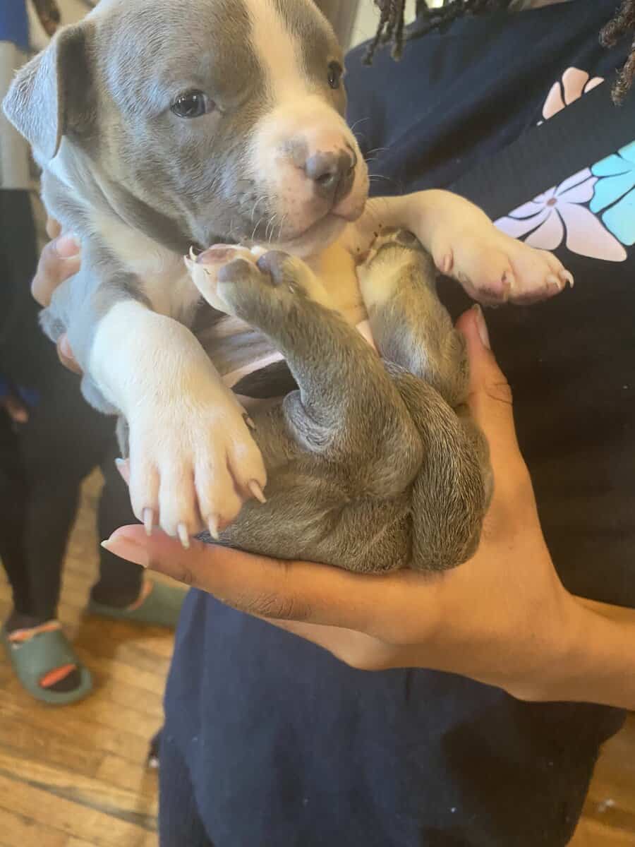Puppies for sale image 3