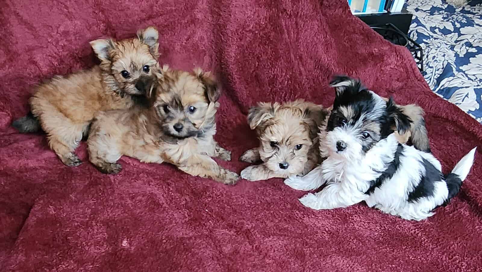 Morkie Puppies image 1