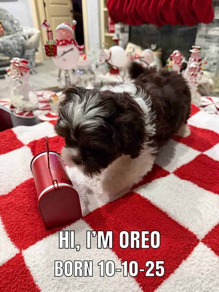 ShihPoo pups for sale image 4