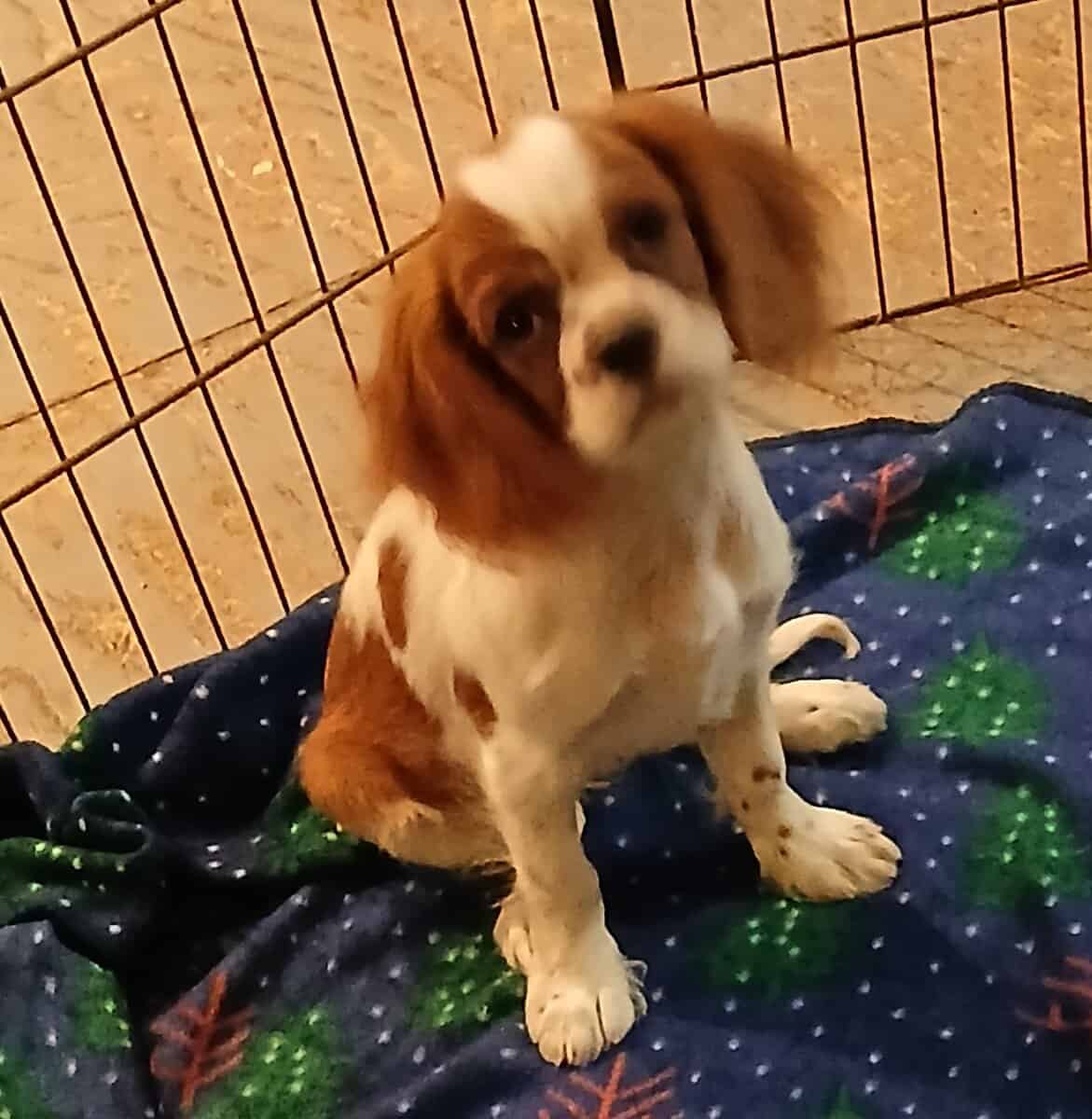 Cavalier king Charles spaniel puppies image 4